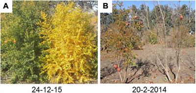 The Pomegranate Deciduous Trait Is Genetically Controlled by a PgPolyQ-MADS Gene